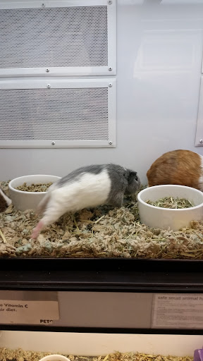 Pet Supply Store «Petco Animal Supplies», reviews and photos, 1111 US-46, Parsippany, NJ 07054, USA