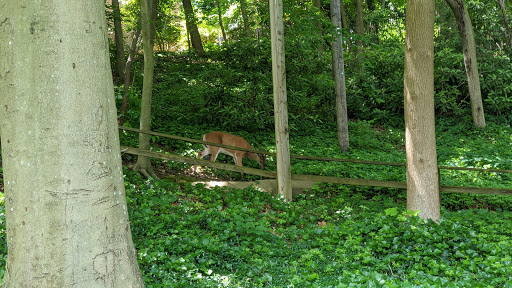 Nature Preserve «Tregaron Conservancy», reviews and photos, 3100 Macomb St NW, Washington, DC 20008, USA