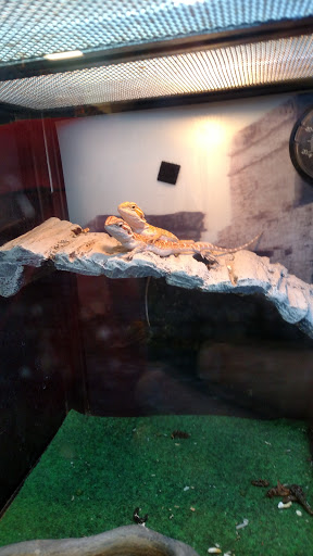 Pet Supply Store «PetSmart», reviews and photos, 1561 N Dysart Rd, Avondale, AZ 85323, USA