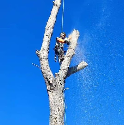 Au pic de l'arbre. Elagage / abattage à Nousty