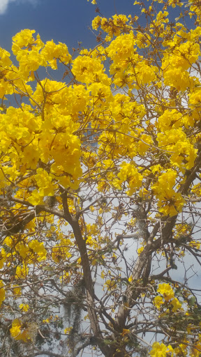 Gift Shop «Ten Thousand Villages Winter Park», reviews and photos, 329 N Park Ave #102, Winter Park, FL 32789, USA