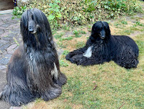 Gotcha Covered Home and Petsitting By Becky Bilyeu - Photo 2 - Car repair in , Portland