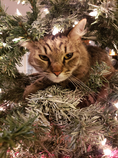 Hair Salon «Ulta Beauty», reviews and photos, 12423 Limonite Ave #100, Eastvale, CA 91752, USA