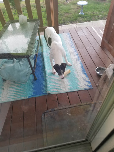 Pet Supply Store «The Natural Dog», reviews and photos, 3708 Lawndale Dr, Greensboro, NC 27455, USA