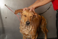 Camp Bow Wow - Photo 8 - Car repair in Elk Grove, CA, Elk Grove