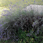 Photo n°1 de l'avis de Elisa.. fait le 02/07/2018 à 09:51 sur le  Agriturismo Podere Bello - Vacanze nella Maremma à Pitigliano