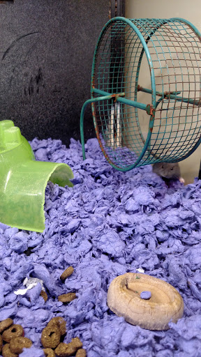 Pet Supply Store «PetSmart», reviews and photos, 466 S Watson Rd, Buckeye, AZ 85326, USA