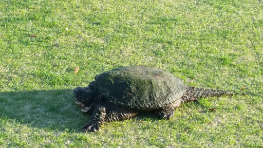 Golf Course «Rocky Point Golf Course», reviews and photos, 4151 Dana Shores Dr, Tampa, FL 33634, USA