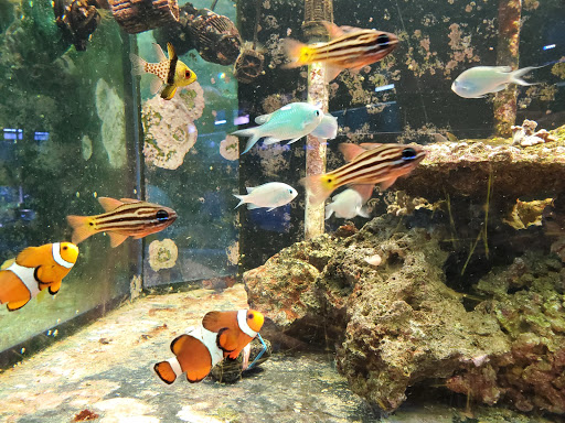 Pet Store «Pets Warehouse», reviews and photos, 177 Glen Cove Rd, Carle Place, NY 11514, USA