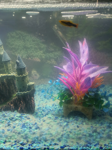 Pet Supply Store «Pet Supplies Plus», reviews and photos, 4332 Kent Rd, Stow, OH 44224, USA