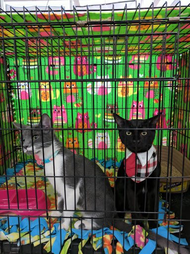 Pet Supply Store «Pet Club San Jose», reviews and photos, 5625 Snell Ave, San Jose, CA 95123, USA