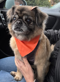 The Dog Stop - Allison Park, PA - Photo 6 - Car repair in Glenshaw, PA, Pittsburgh