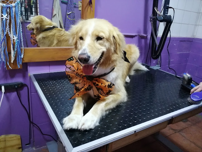 Opinii despre Skylos Peluqueria Canina în Buin - Peluquería
