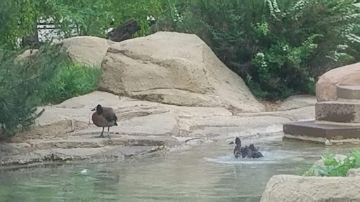 Zoo «Como Park Zoo & Conservatory», reviews and photos, 1225 Estabrook Dr, St Paul, MN 55103, USA