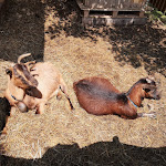 Photo n°13 de l'avis de Dany. fait le 02/06/2022 à 10:12 sur le  Agriturismo Le Zercole à Pranolz