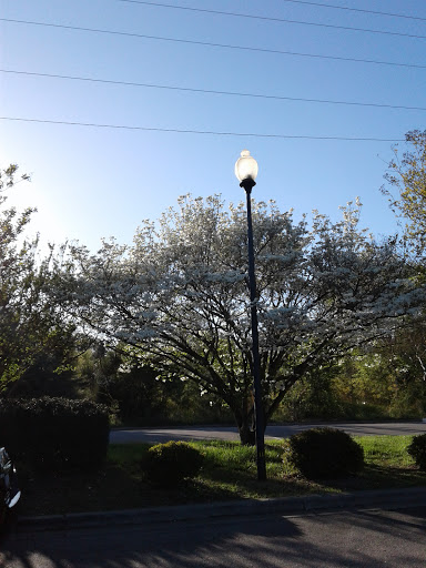 Discount Store «Dollar General», reviews and photos, 421 Brooks St, Wake Forest, NC 27587, USA