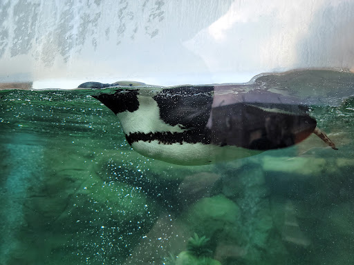 Zoo «NEW Zoo & Adventure Park», reviews and photos, 4378 Reforestation Rd, Green Bay, WI 54313, USA