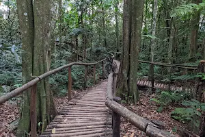 Caminho da floresta image
