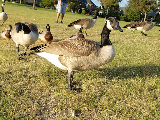 Private Golf Course «The Lakes at Castle Hills», reviews and photos, 699 Lady of the Lake Blvd, Lewisville, TX 75056, USA