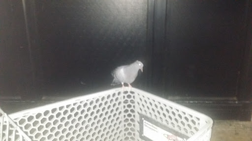 Grocery Store «Kroger», reviews and photos, 514 S Carrier Pkwy, Grand Prairie, TX 75051, USA