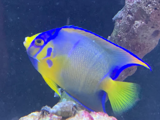 Tropical Fish Store «Tropical Pet Oasis», reviews and photos, 10218 Progress Ln, Parker, CO 80134, USA