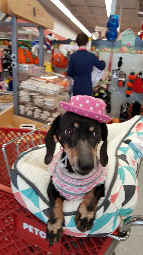 Pet Supply Store «Petco Animal Supplies», reviews and photos, 390 East 525 North, Harrisville, UT 84404, USA