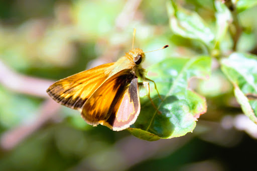 Park «Acushnet Sawmill», reviews and photos, 32 Mill Rd, Acushnet, MA 02743, USA