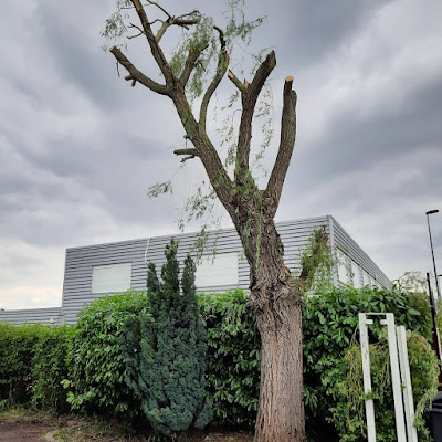 daniel élagage 91 à Longpont-sur-Orge