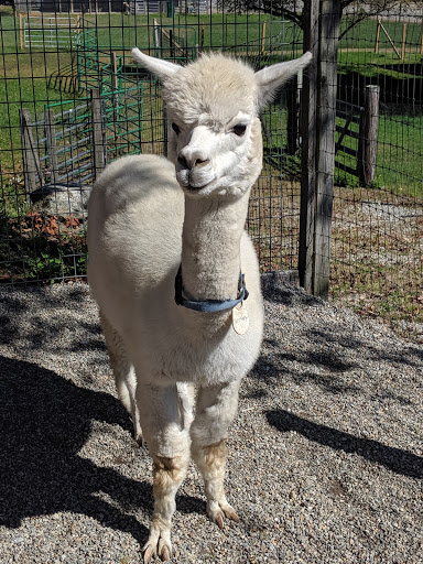 Boutique «Six Paca Farm», reviews and photos, 44 Bozrah St, Bozrah, CT 06334, USA