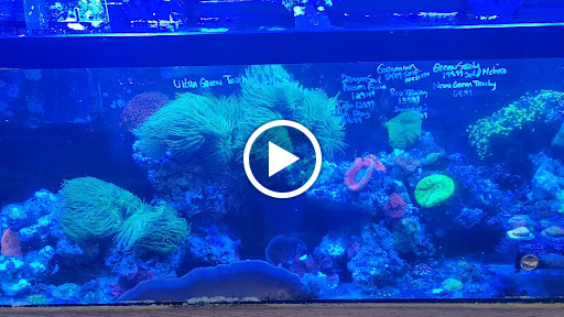 Tropical Fish Store «Ocean Design Aquarium», reviews and photos, 7542 W Addison St, Chicago, IL 60634, USA