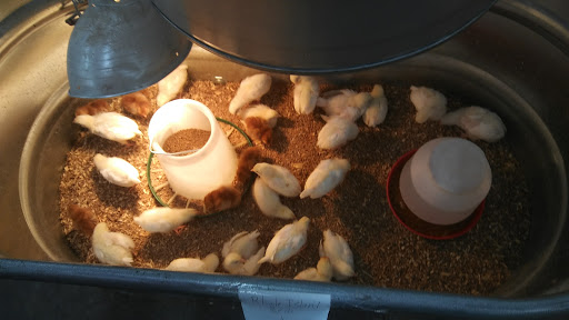 Department Store «Rural King», reviews and photos, 2960 E 10th St, Jeffersonville, IN 47130, USA