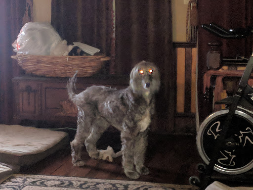 Pet Supply Store «Pet Supplies Plus», reviews and photos, 61 Irving Park Rd, Streamwood, IL 60107, USA