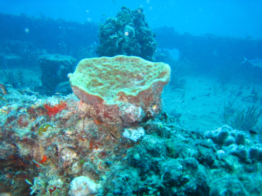 Dive Shop «Sea Experience Glassbottom Snorkel and Dive Tours», reviews and photos, 801 Seabreeze Blvd, Fort Lauderdale, FL 33316, USA