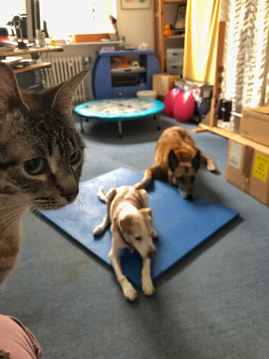 Physiotherapiepraxis für Hunde und Katzen