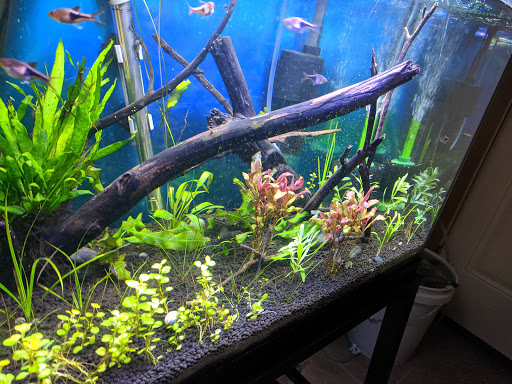 Tropical Fish Store «Glass Aquatics», reviews and photos, 542 W Harwood Rd, Hurst, TX 76054, USA