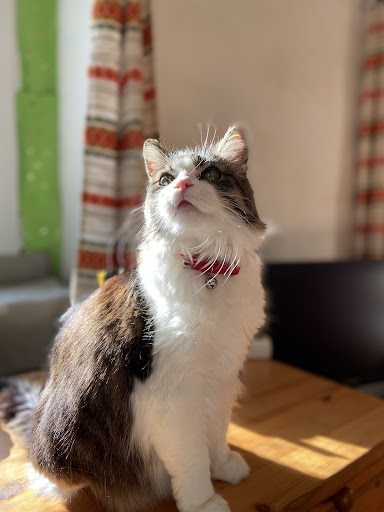 Veterinary clinic Dr. Kolobaric unter Bad Reichenhall, Bayern