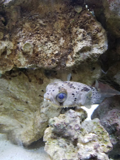 Pet Store «Fish Bowl Pets», reviews and photos, 1013 Hope St, Stamford, CT 06907, USA