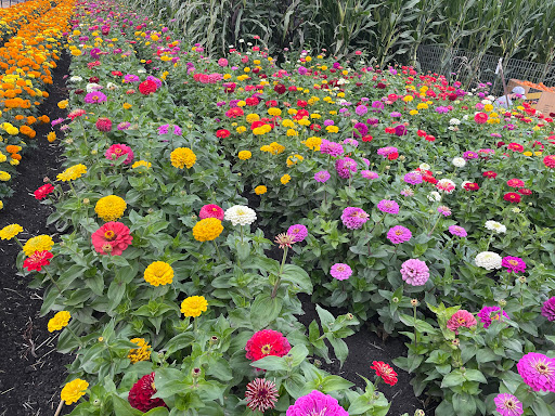 Pumpkin Patch «Spina Farms», reviews and photos, Santa Teresa Blvd, Morgan Hill, CA 95037, USA