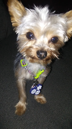 Pet Supply Store «PetSmart», reviews and photos, 4100 Ming Ave, Bakersfield, CA 93309, USA