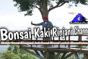 Bale Bonsai Kaki Rinjani Galeri image