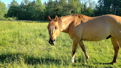 Horse riding