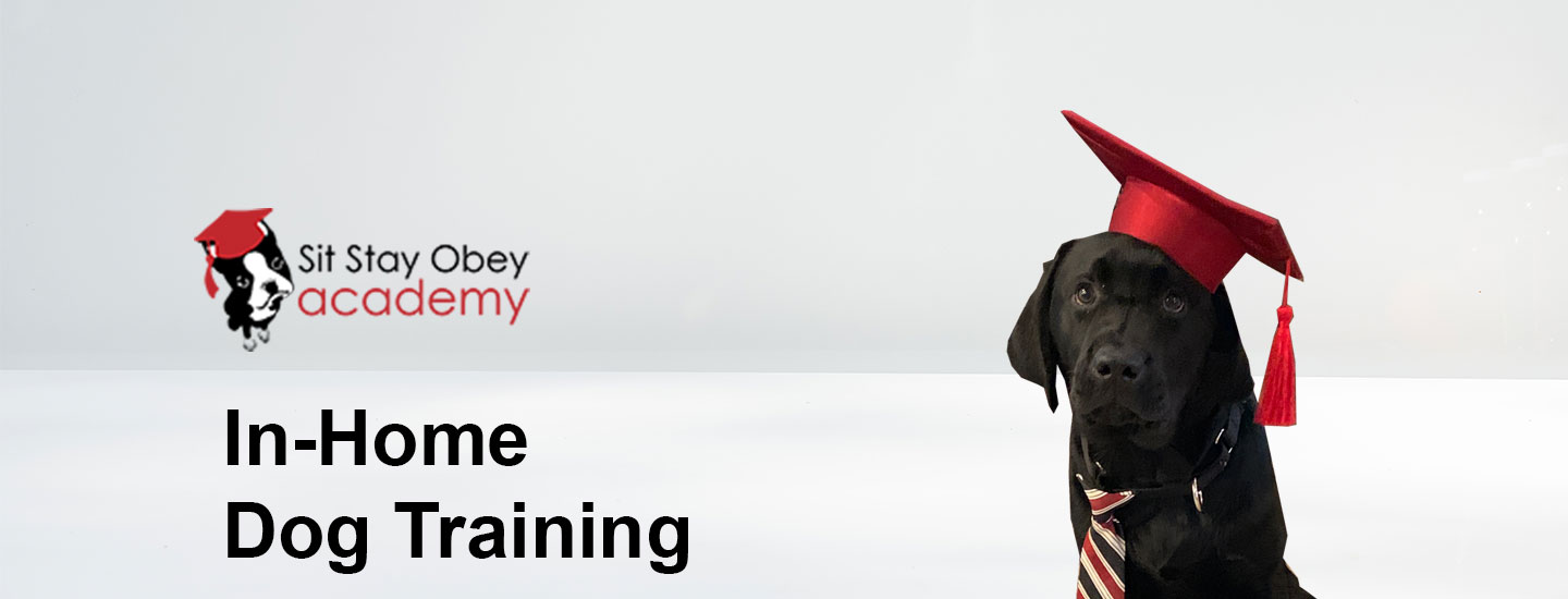 Sit Stay Obey Academy - Training the humane way
