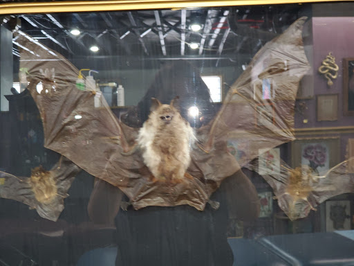 Explore fine line spine tattoo ideas, creative tattoo ideas in Raleigh, available at Triple Moon Tattoo