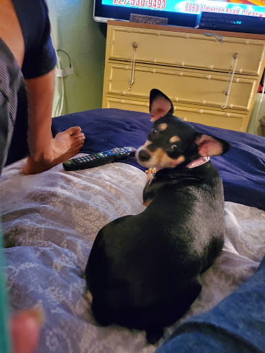 Pet Supply Store «Petco Animal Supplies», reviews and photos, 11147 Park Blvd N, Seminole, FL 33772, USA