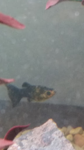 Tropical Fish Store «Aquarium Village», reviews and photos, 461 Old Country Rd, Westbury, NY 11590, USA