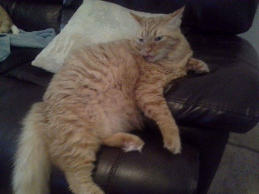 Pet Supply Store «Pet Supplies Plus», reviews and photos, 9143 Little Rd, New Port Richey, FL 34654, USA