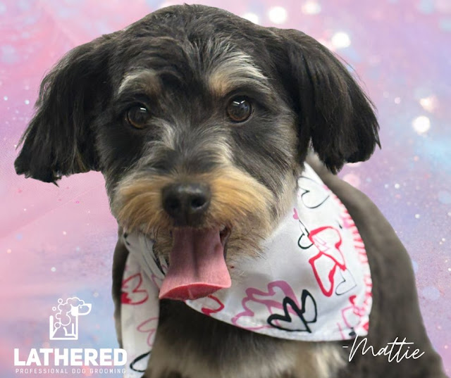 LATHERED Professional Pet Grooming