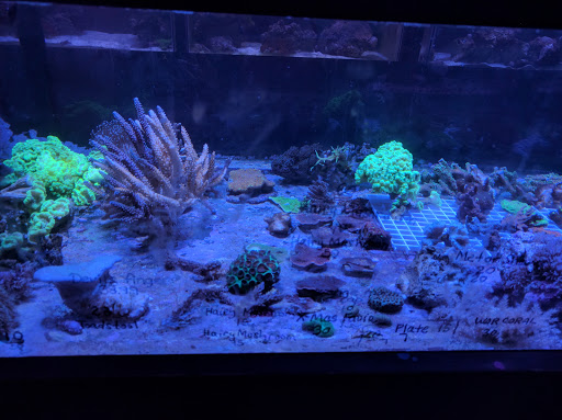 Aquarium «Aquarium Fish & Supply», reviews and photos, 1702 S Kelly Ave, Edmond, OK 73013, USA