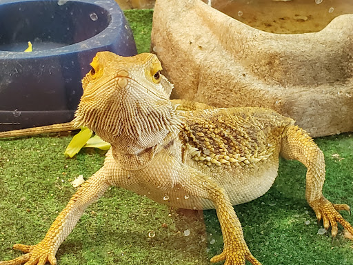 Pet Store «Something Fishy Pets», reviews and photos, 29 Towne Centre Ln, Fox Lake, IL 60020, USA