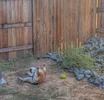 I'm With Fur - Photo 4 - Car repair in , Colorado Springs